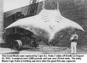 A Great Manta Ray, click for large image.